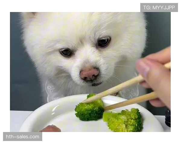 张琳芃家的狗都吃进口牛肉了